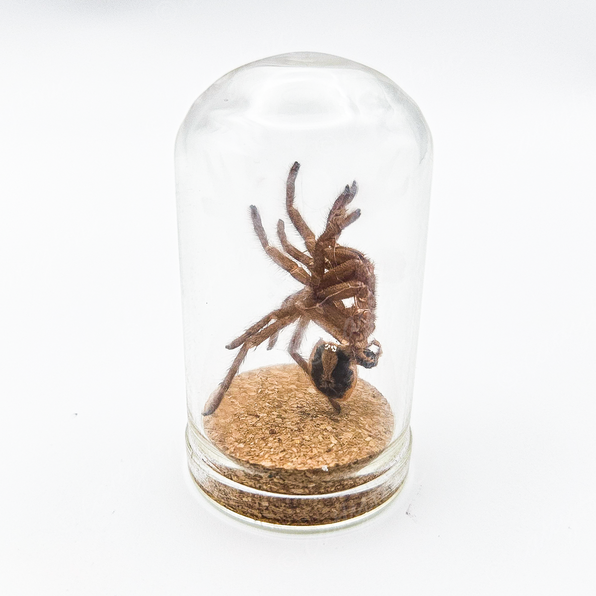Tarantula Full Molt Oddity Vial