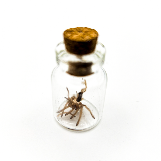 Tarantula Full Molt Oddity Vial