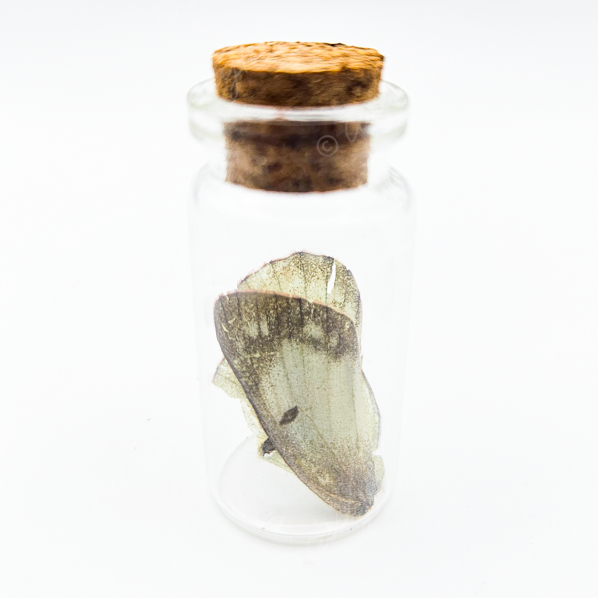 Butterfly Wing Jars