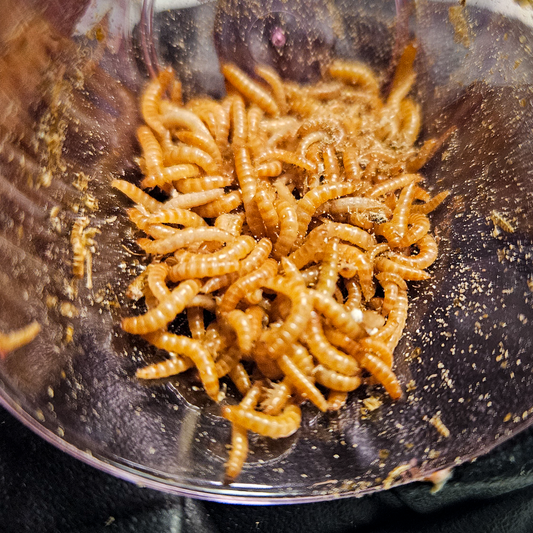 close-up shot of peanut beetle larvae in a small cup