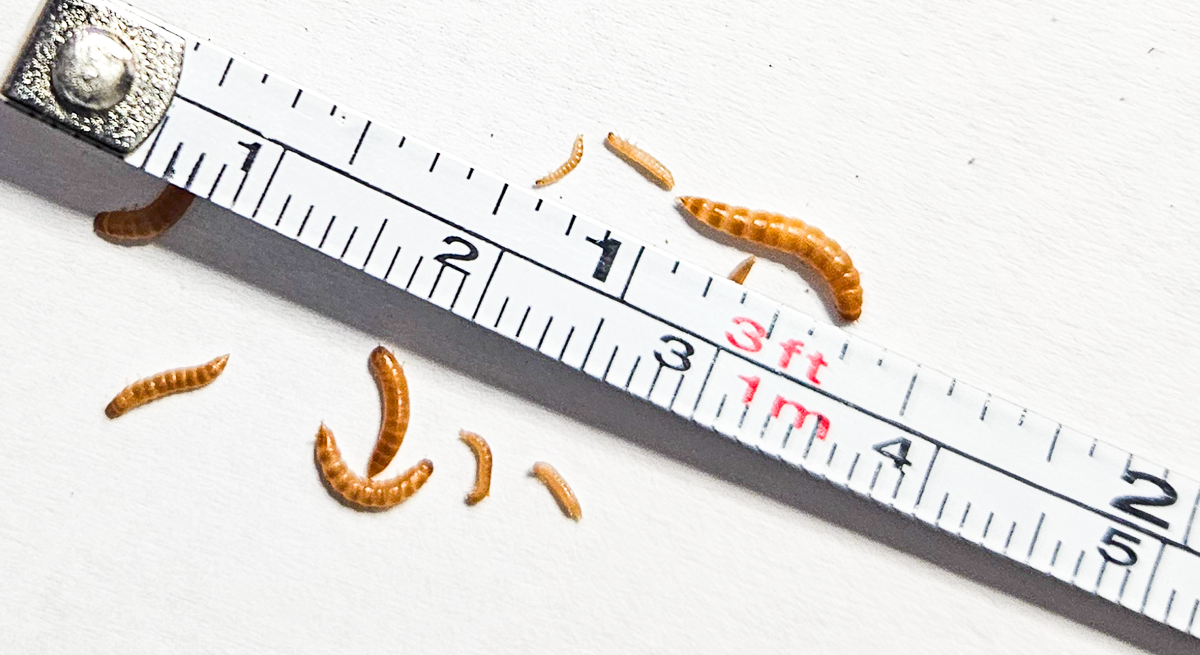 peanut beetle larvae shown next to a measuring tape showing sizes