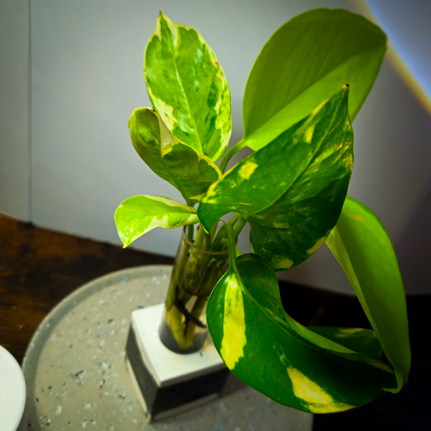 3 Ct Rooted Pothos Cutting Bundle (Neon, Golden, & Marble Queen)
