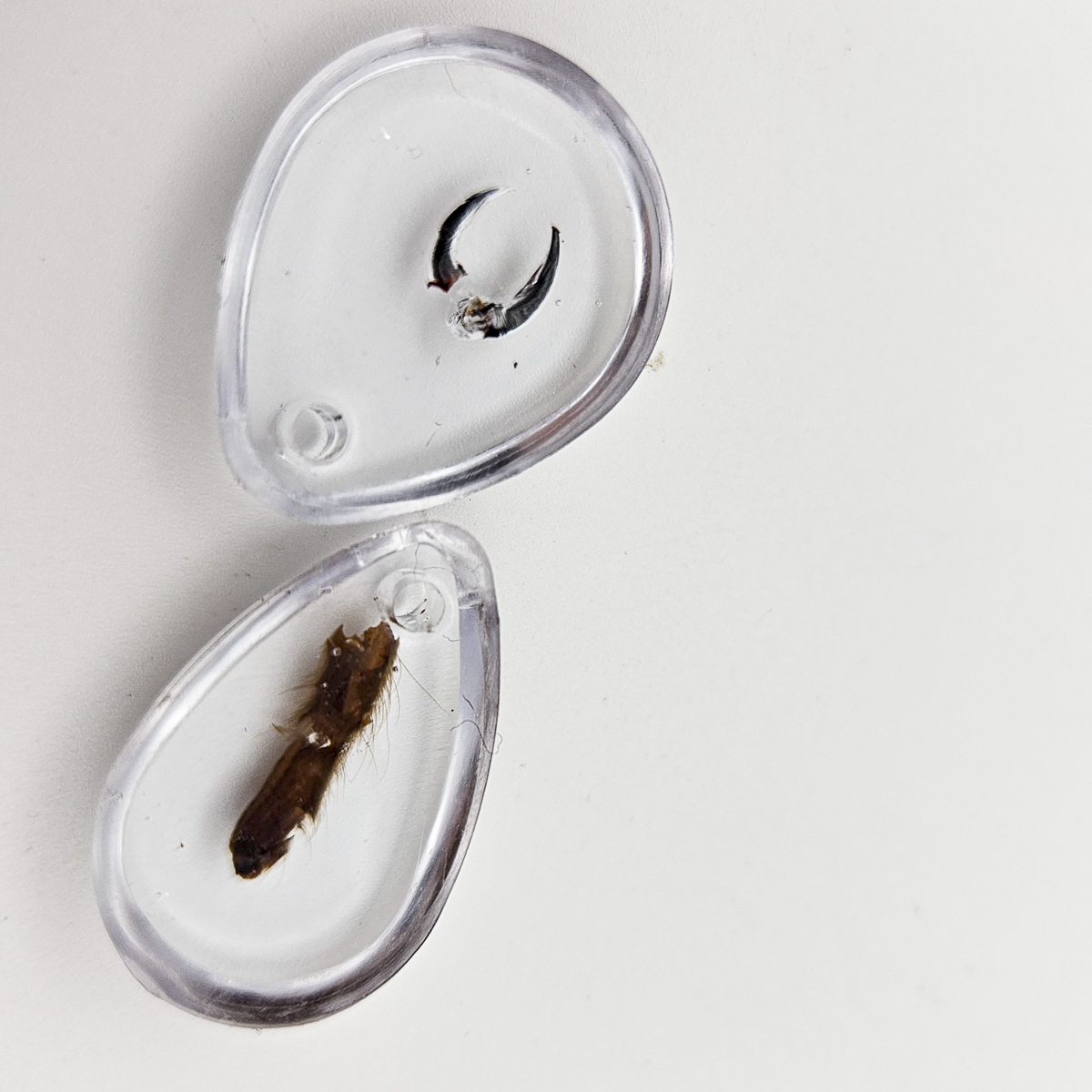 2 Tarantula Specimen Resin Pendants