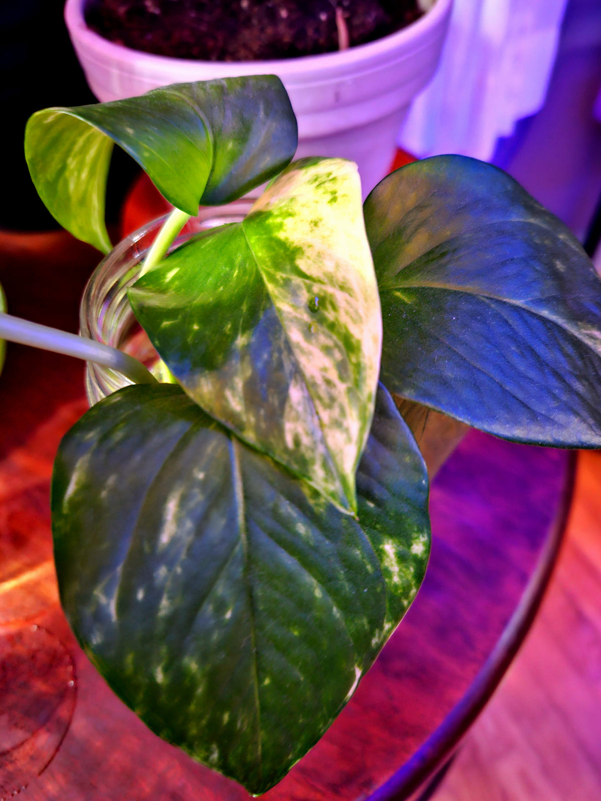 20250517_205500_edited.jpg