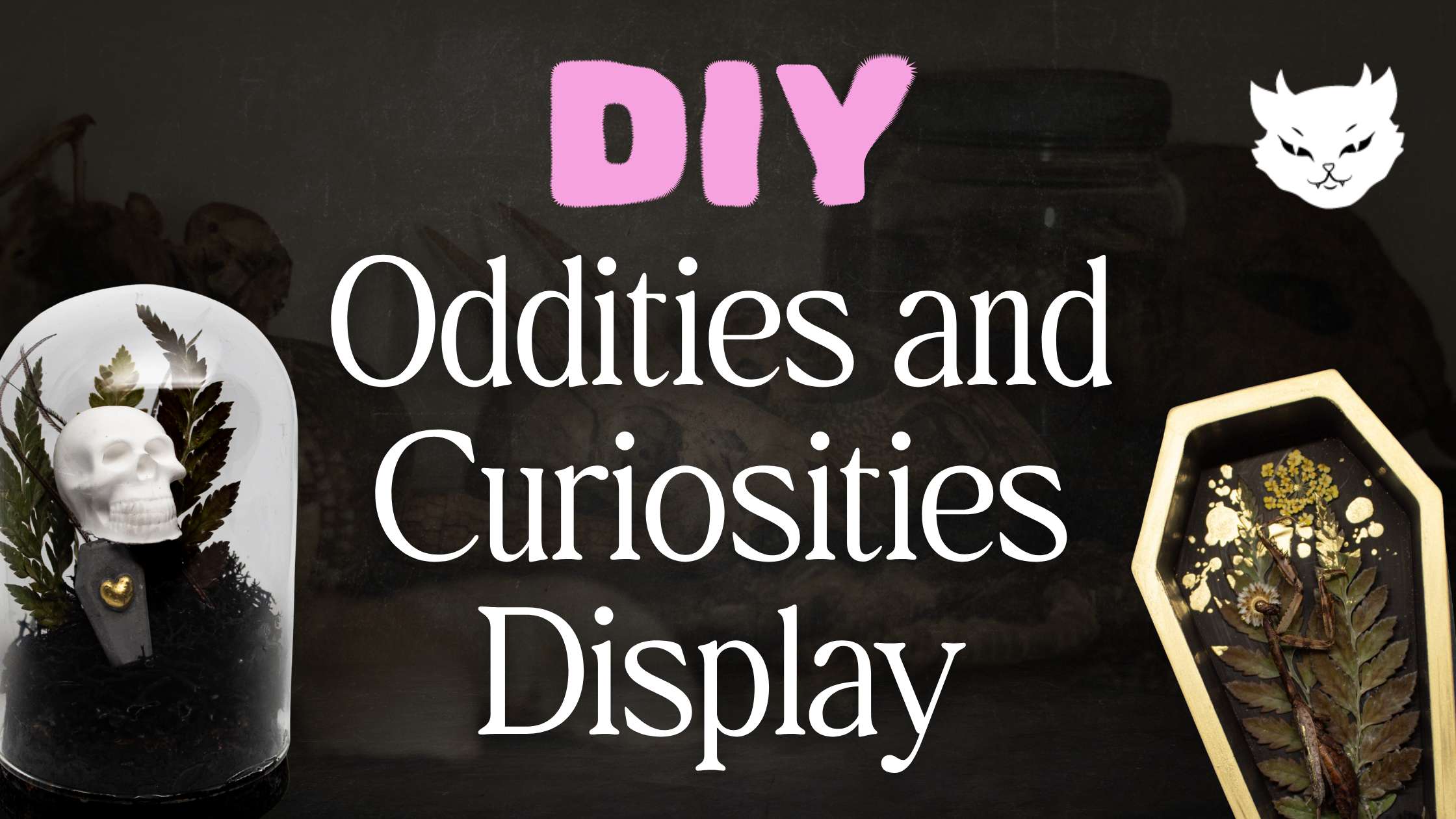 Create your own DIY oddities and curiosities display!