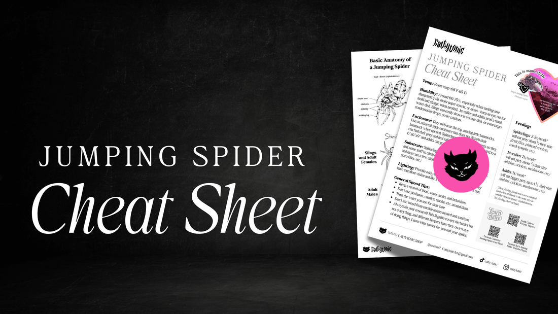 Jumping Spider Care Guide & Cheat Sheet (2025 Updated for 2026) - Temperature, Feeding, and Enclosure Requirements for a Healthy Jumping Spider