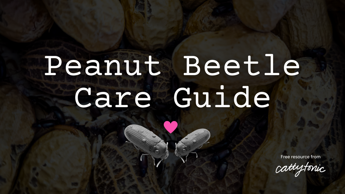 Peanut Beetle Culture Care Guide - Free Download!