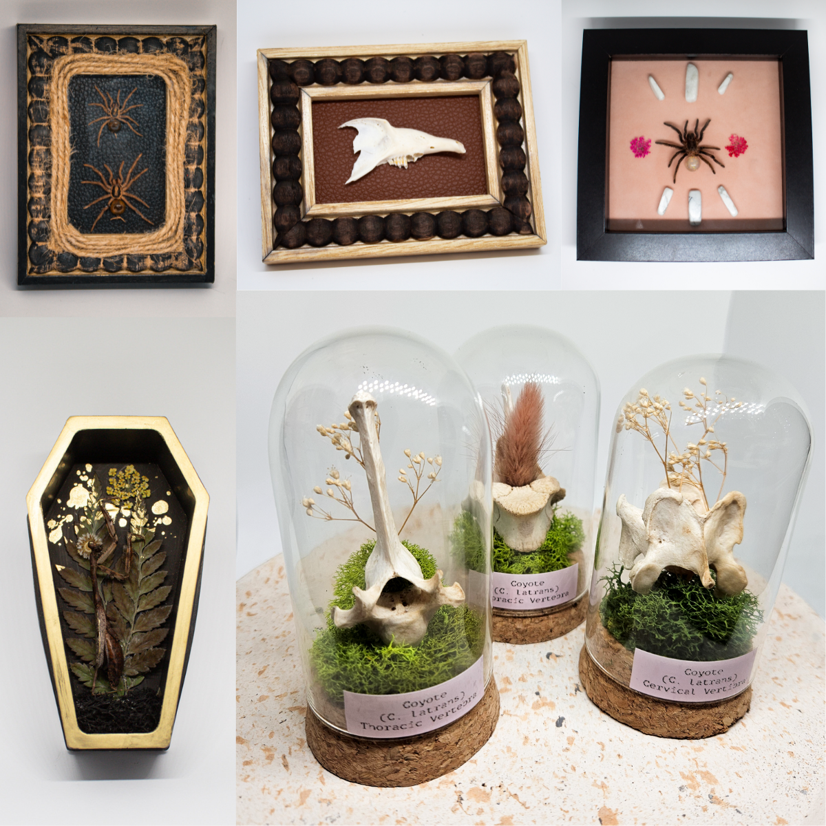 Oddities & Curiosities