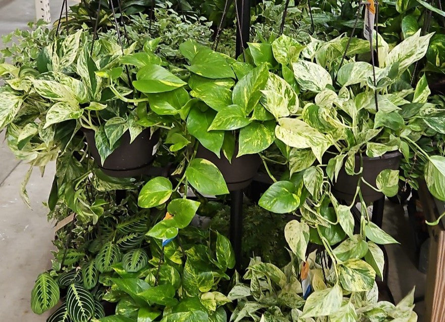 Live Plants