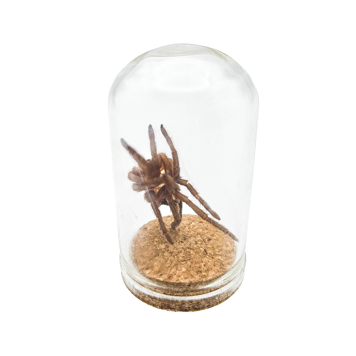 Tarantula Full Molt Oddity Vial
