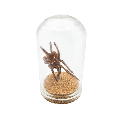 Tarantula Full Molt Oddity Vial