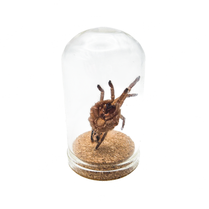 Tarantula Full Molt Oddity Vial