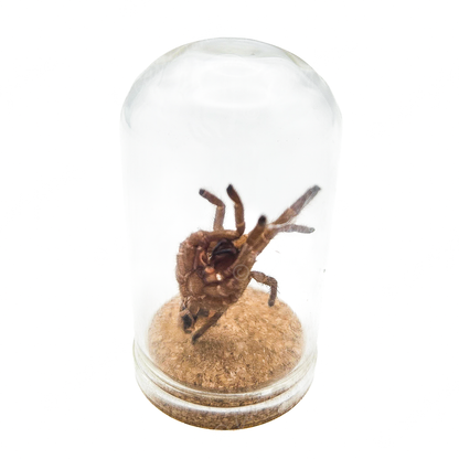 Tarantula Full Molt Oddity Vial