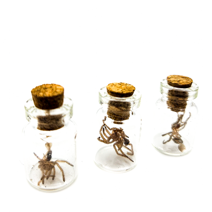 Tarantula Full Molt Oddity Vial