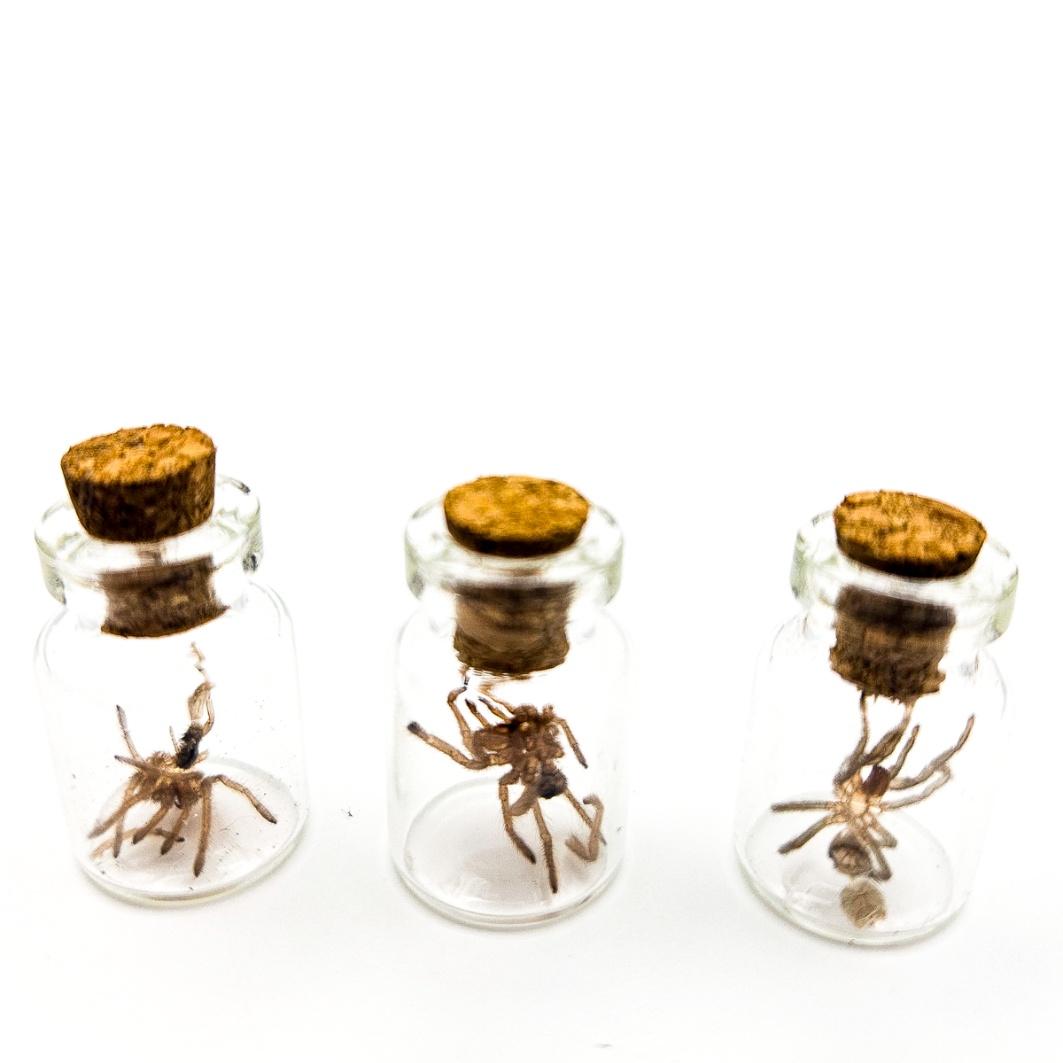 Tarantula Full Molt Oddity Vial