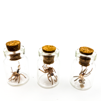 Tarantula Full Molt Oddity Vial