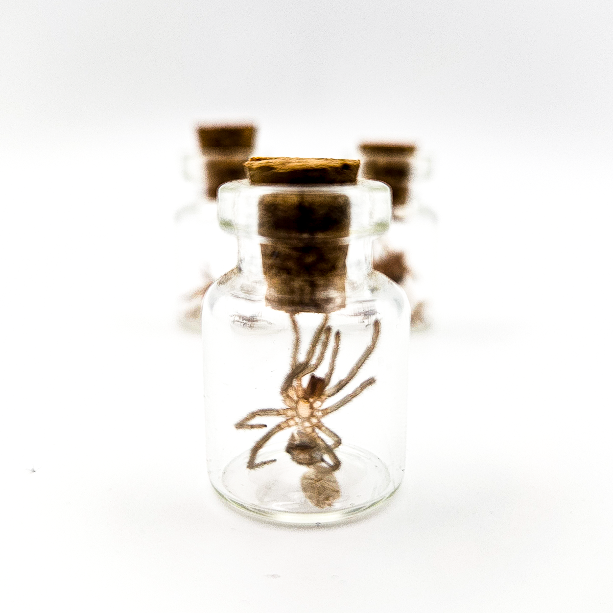 Tarantula Full Molt Oddity Vial