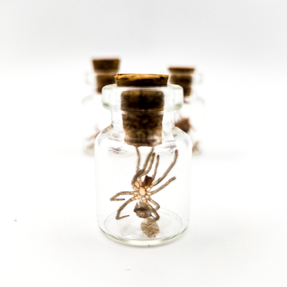 Tarantula Full Molt Oddity Vial