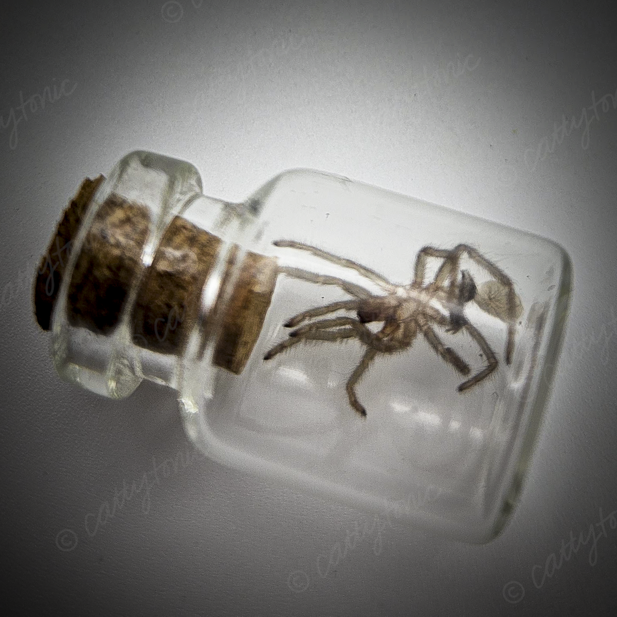 Tarantula Full Molt Oddity Vial