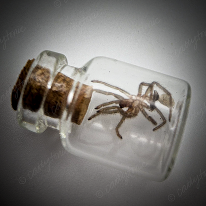 Tarantula Full Molt Oddity Vial