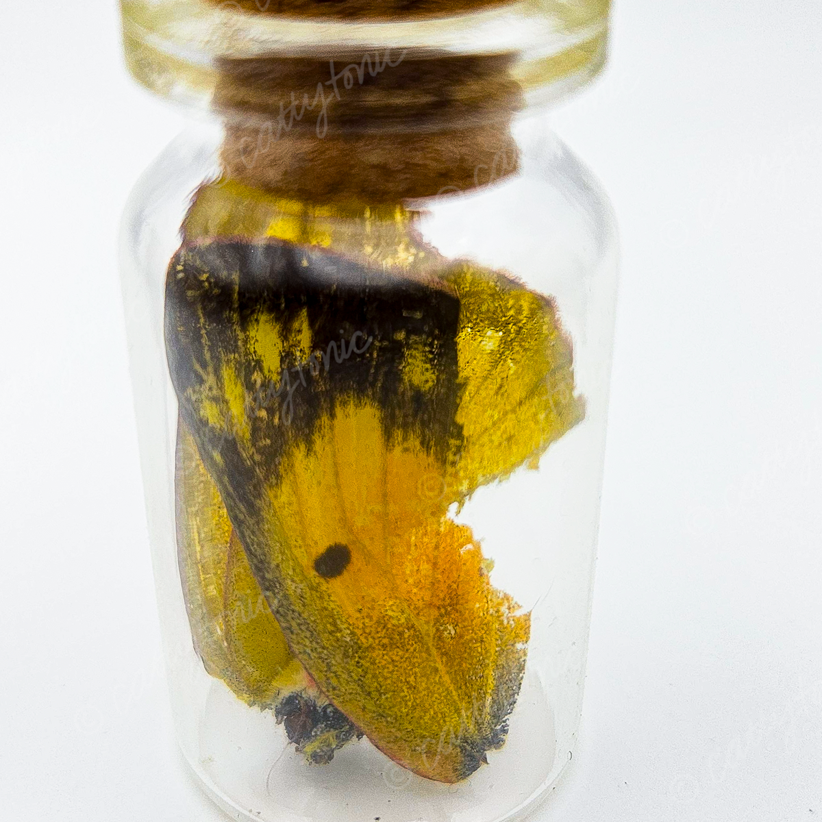 Butterfly Wing Jars