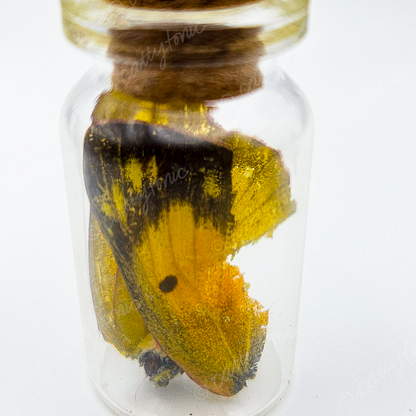 Butterfly Wing Jars