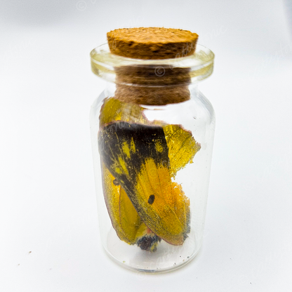 Butterfly Wing Jars