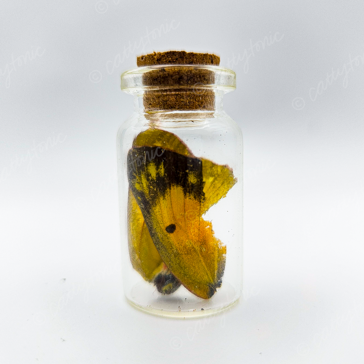 Butterfly Wing Jars