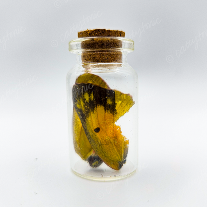 Butterfly Wing Jars