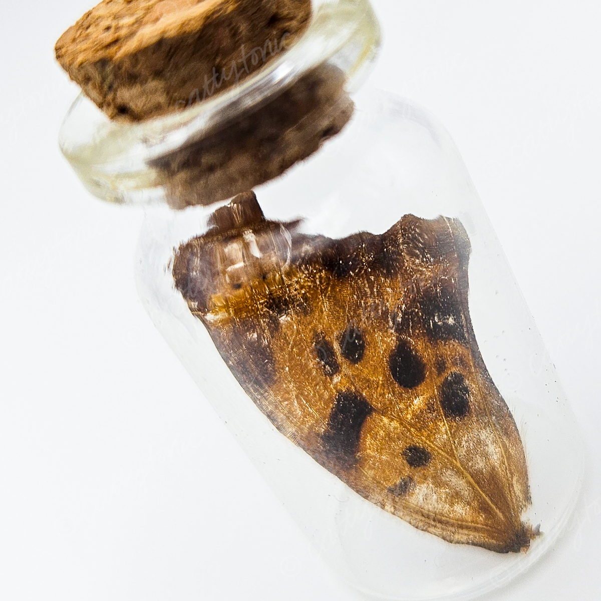 Butterfly Wing Jars