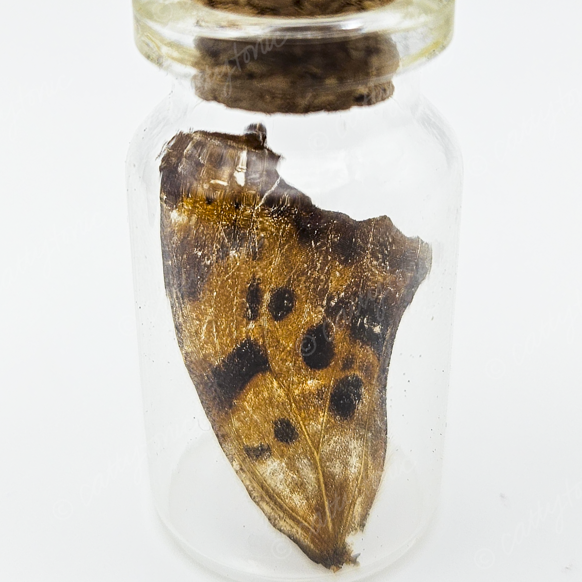 Butterfly Wing Jars