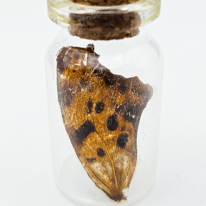 Butterfly Wing Jars