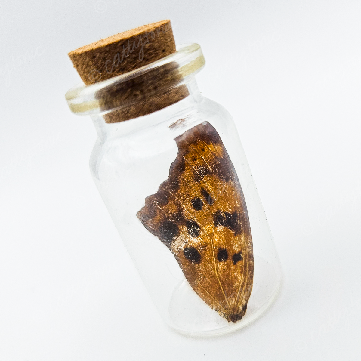 Butterfly Wing Jars