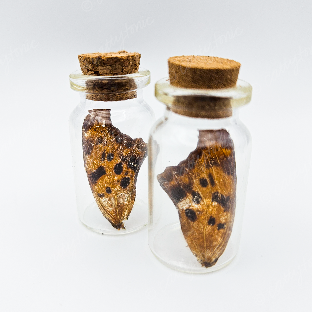 Butterfly Wing Jars