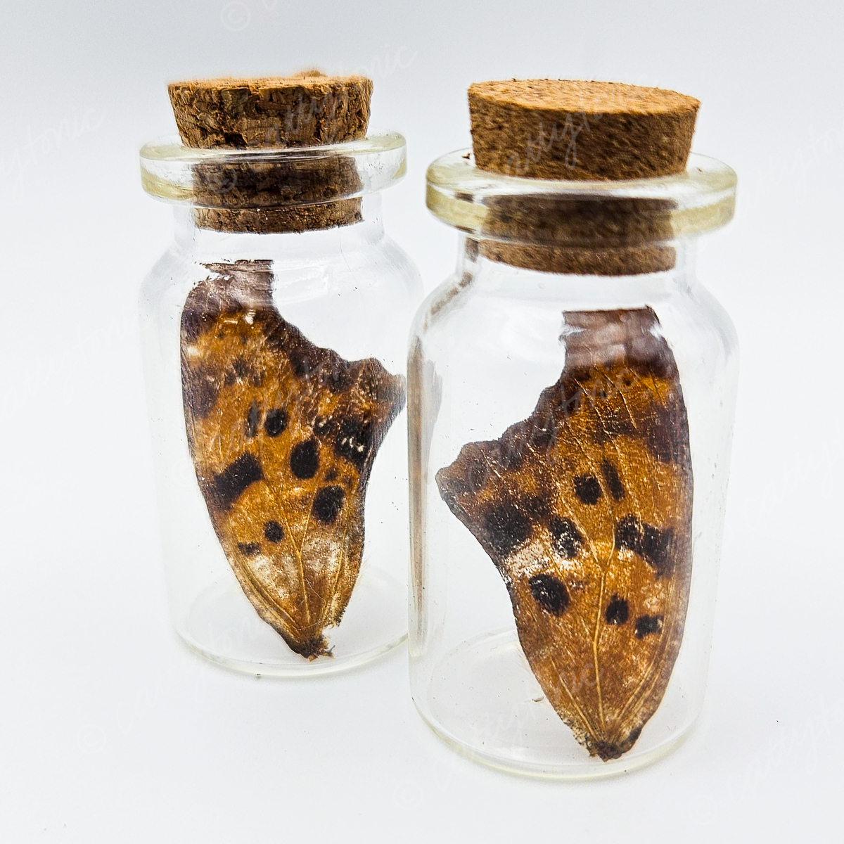 Butterfly Wing Jars