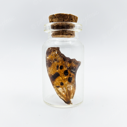 Butterfly Wing Jars