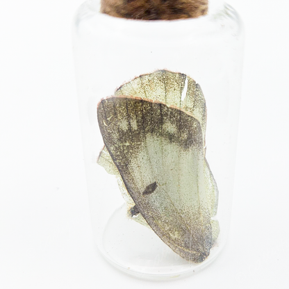 Butterfly Wing Jars