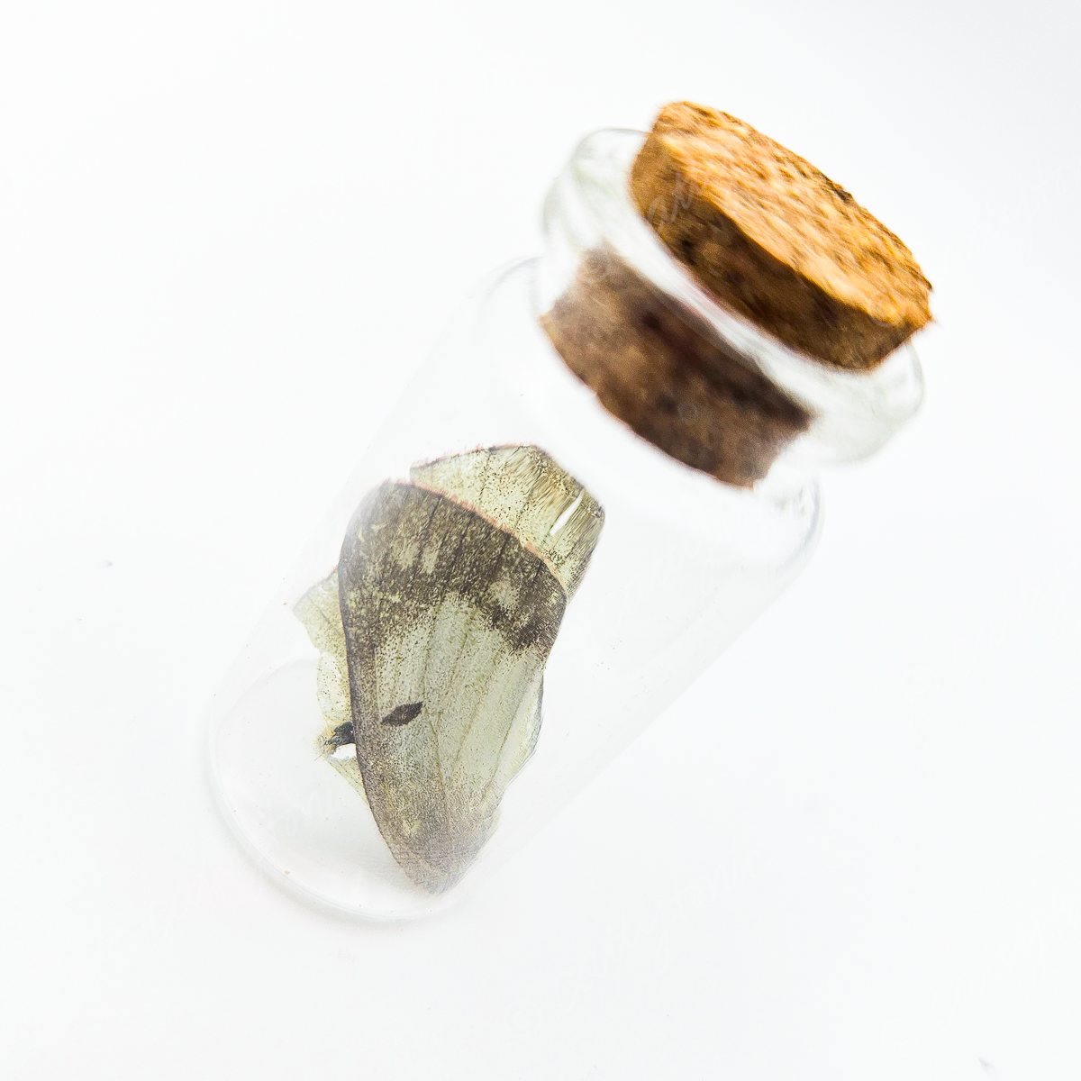 Butterfly Wing Jars
