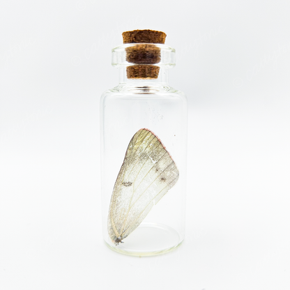 Butterfly Wing Jars