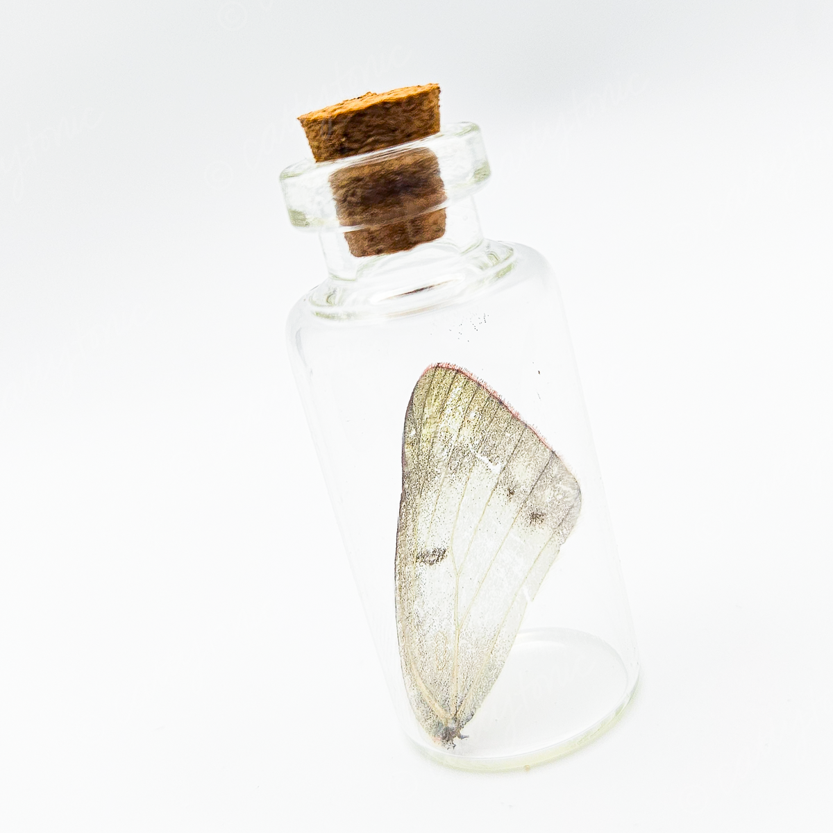 Butterfly Wing Jars