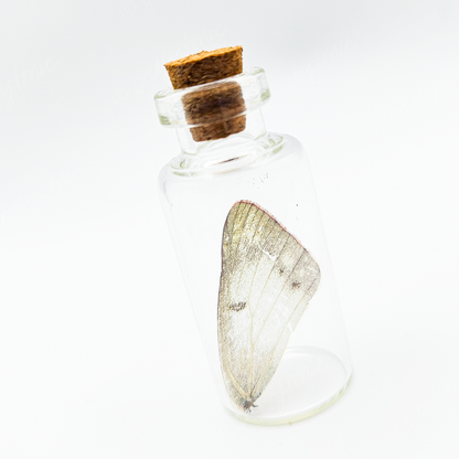Butterfly Wing Jars