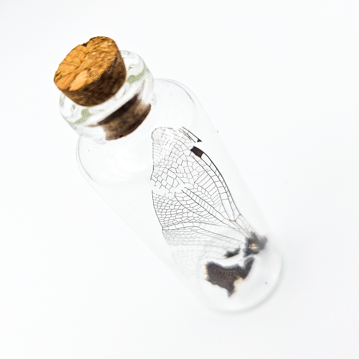Dragonfly Wing Jars