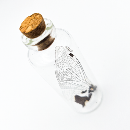 Dragonfly Wing Jars