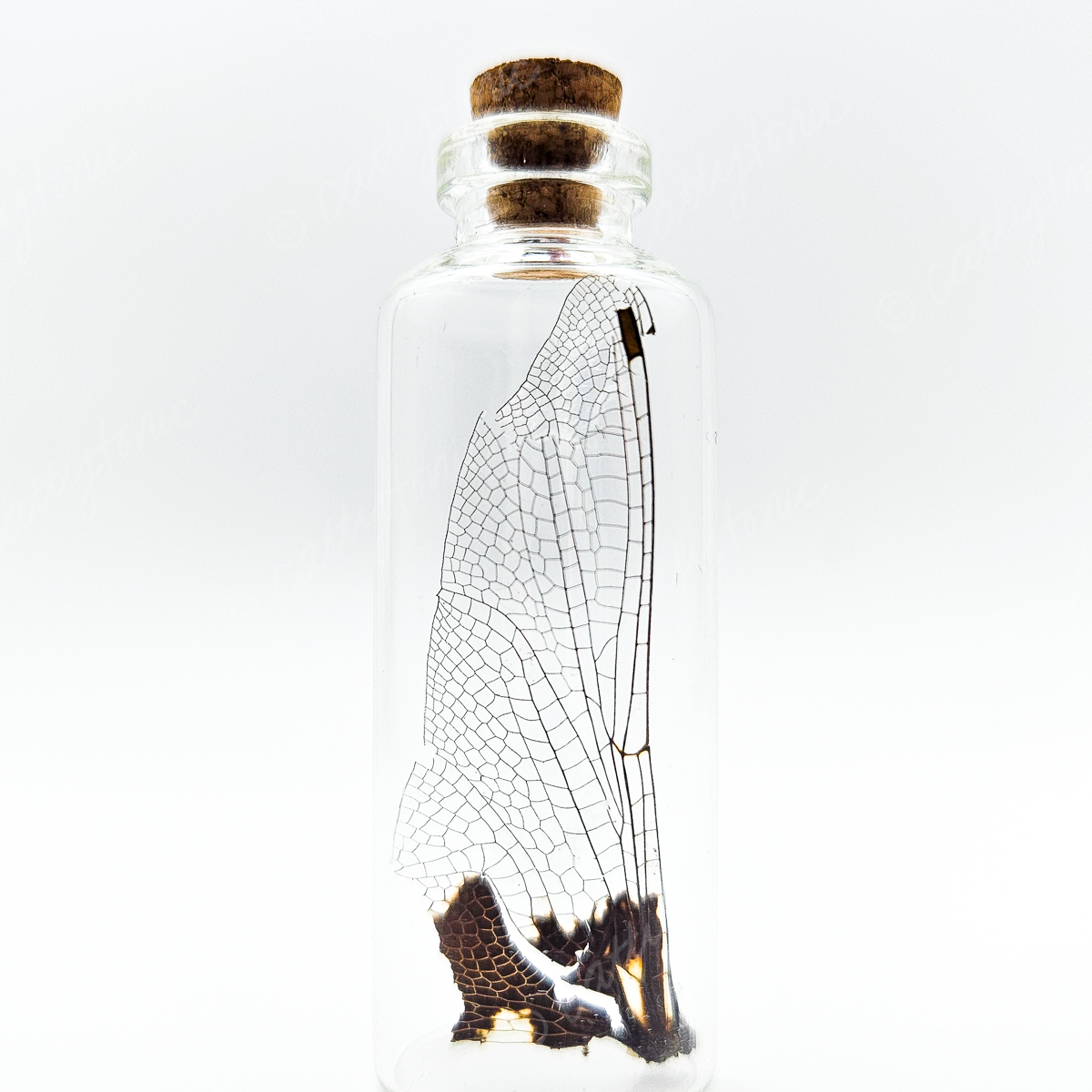 Dragonfly Wing Jars