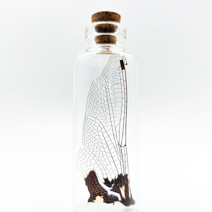Dragonfly Wing Jars