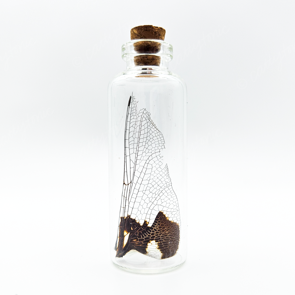 Dragonfly Wing Jars