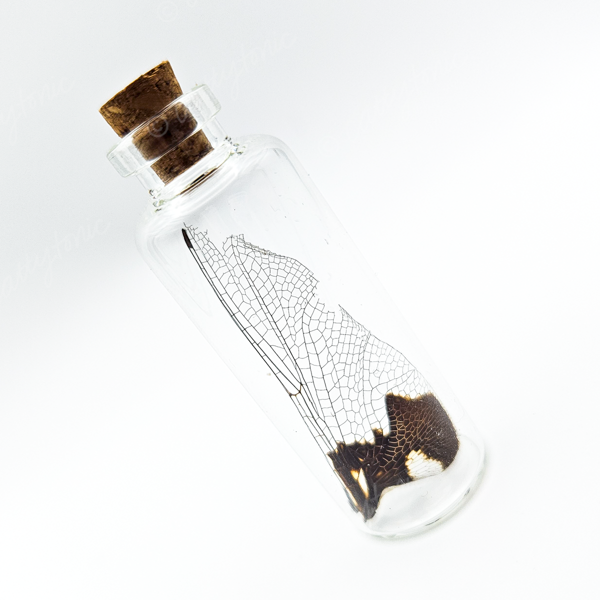 Dragonfly Wing Jars