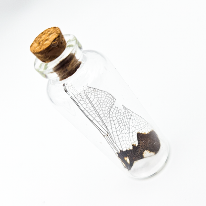 Dragonfly Wing Jars
