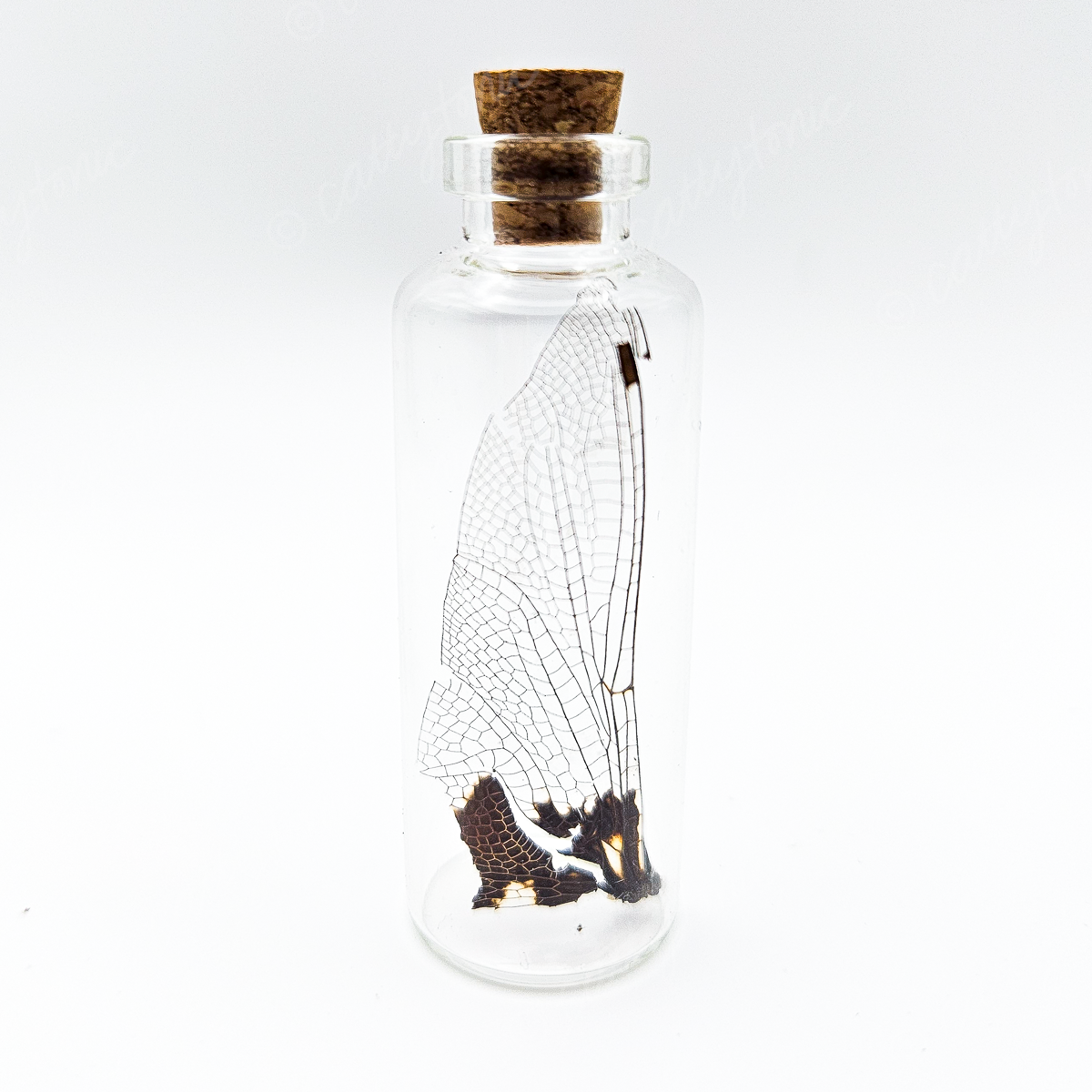 Dragonfly Wing Jars
