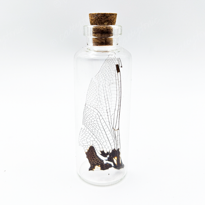 Dragonfly Wing Jars